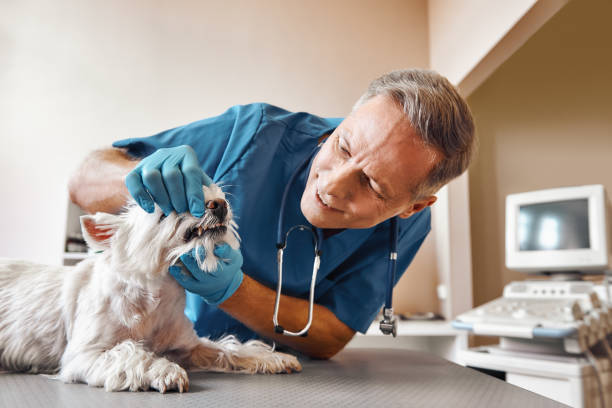 Best Cosmetic Emergency Dentistry in Buckeye, AZ